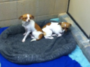 Puppies wait to be adopted into a loving home