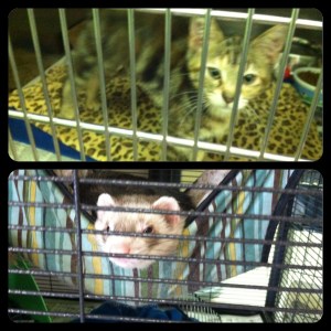 Two of the many cats and ferrets looking for a home at the Capital Area Humane Society