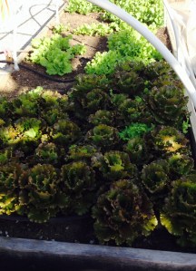 lettuce 2